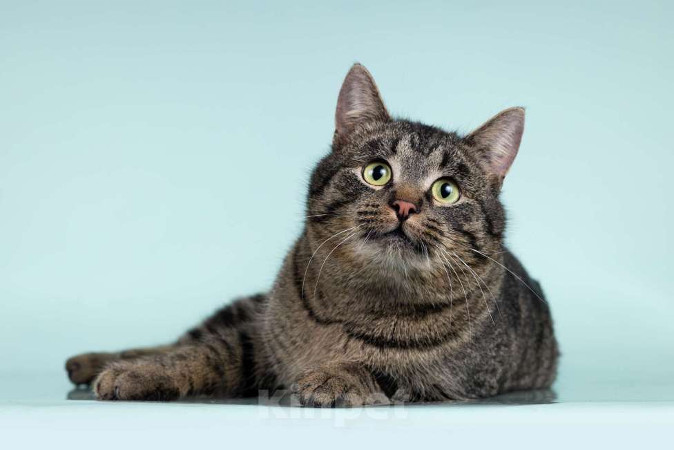 Кошки в Москве: Ищет дом шикарный, молодой кот Капитан! Ласково — Тоша Мальчик, 10 руб. - фото 8