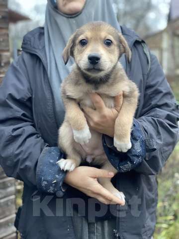 Кошки в Москве: Очаровательные малышки - сестрёнки  ищут дом! Девочка, 1 руб. - фото 3