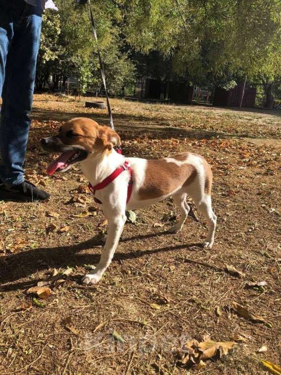 Собаки в Санкт-Петербурге: Маленькая хрупкая собачка, 9 кг Девочка, Бесплатно - фото 5