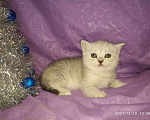 Кошки в Колпашево: Котенок, 6 000 руб. - фото 8