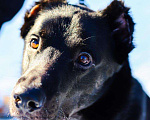 Собаки в Москве: Черный красавчик Блэк в дар Мальчик, Бесплатно - фото 2