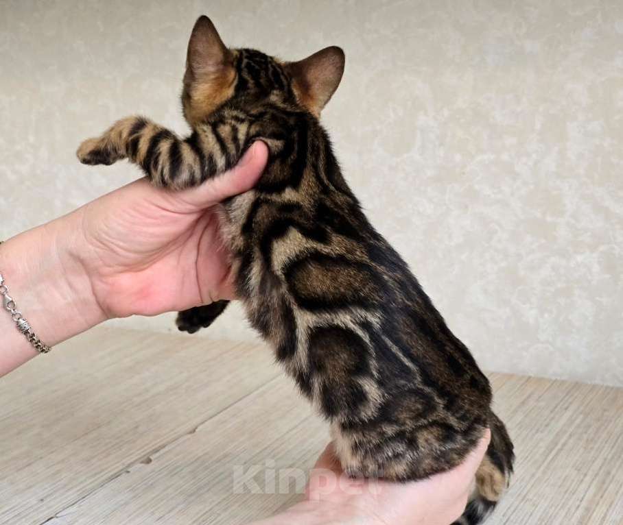 Кошки в Москве: Клубные бенгальские котята Девочка, 55 000 руб. - фото 1
