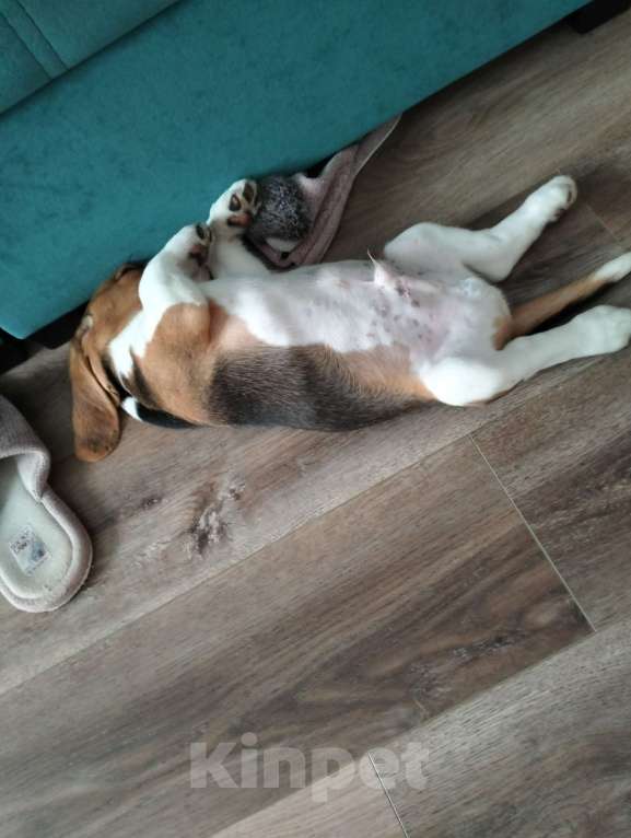 Собаки в Барнауле: Продам Бигля Мальчик, 25 000 руб. - фото 2