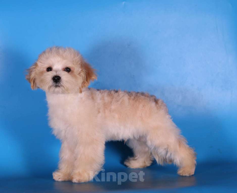 Собаки в Москве: мальтипу Ф1 щенки мини и микро Мальчик, 100 000 руб. - фото 5