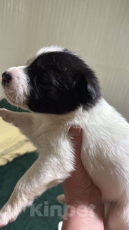 Собаки в других городах Московской области: Бейли Девочка, 100 руб. - фото 4