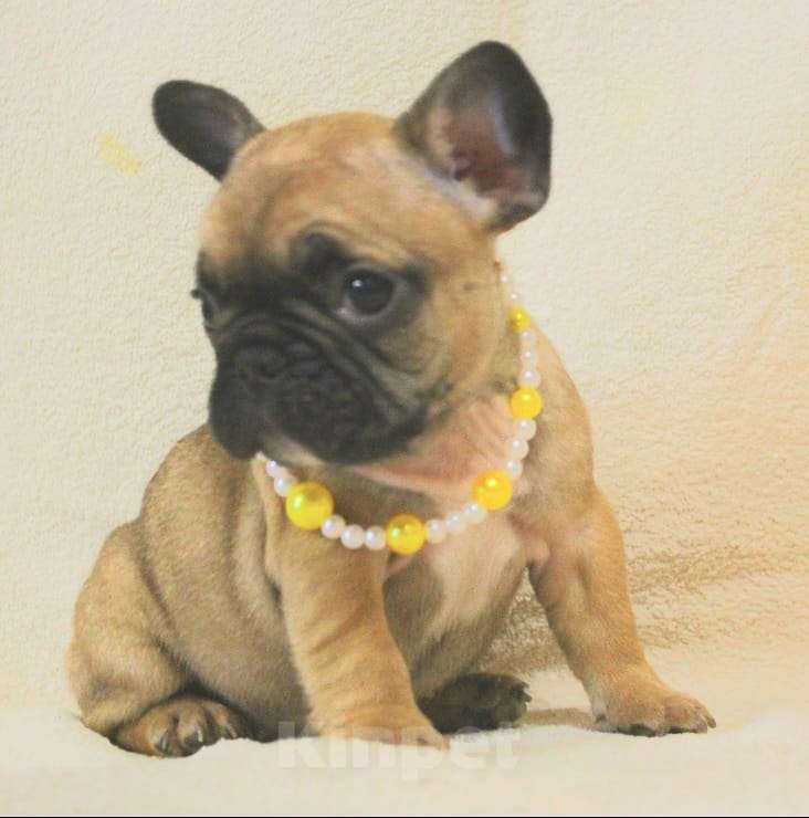 Собаки в Москве: Французский бульдог,девочка Девочка, 130 000 руб. - фото 3