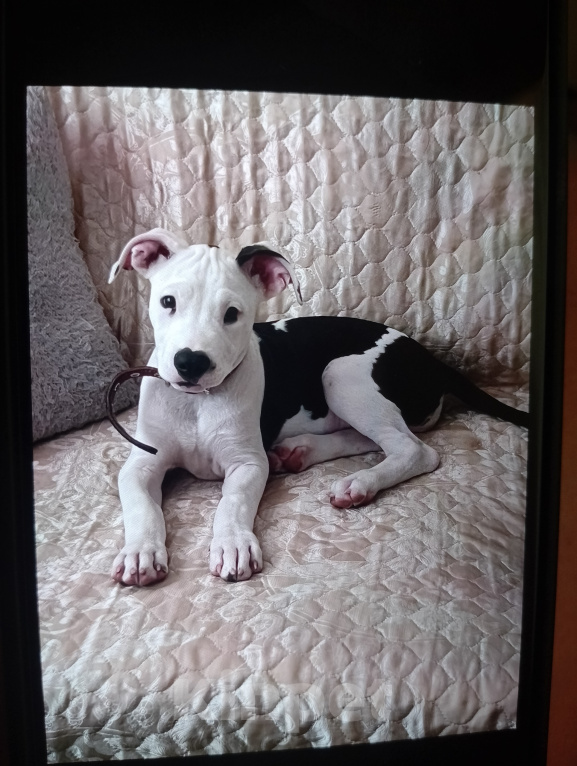 Собаки в других городах Краснодарского края: Щенок🐶Питбуль Девочка, Бесплатно - фото 2