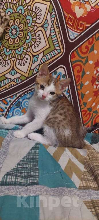 Кошки в Москве: Ласковый котёнок, приучен к лотку Мальчик, Бесплатно - фото 7
