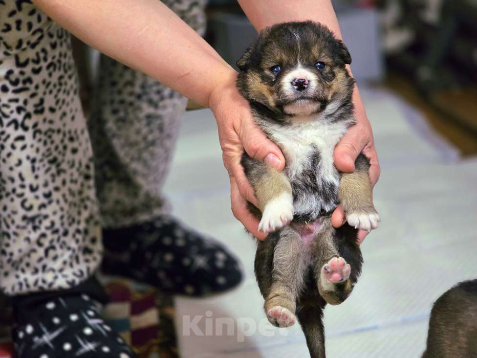 Собаки в Новосибирске: Щенок Шелдон 1 мес ждёт заботливого хозяина, доставим по Новосибирску и нсо.  Мальчик, Бесплатно - фото 3