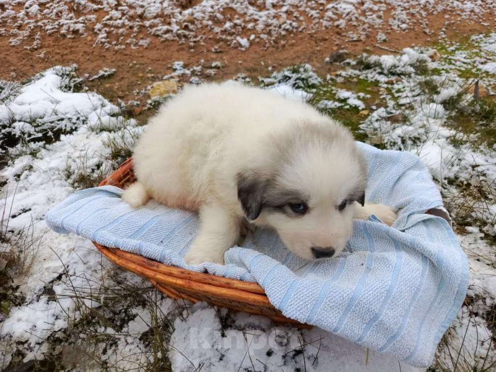 Собаки в Малоярославце: щенки пиренейской горной собаки_мальчик 3 Мальчик, 40 000 руб. - фото 7