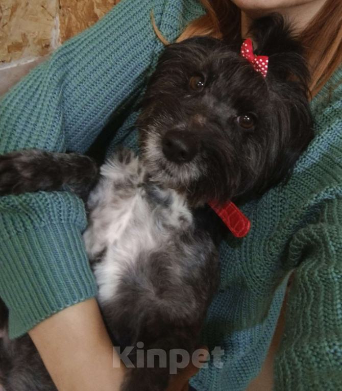 Собаки в Тамбове: Герда ищет передержку или дом Девочка, Бесплатно - фото 1