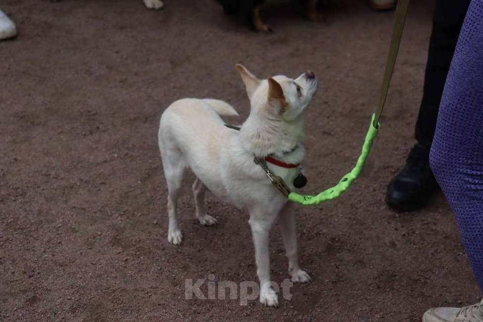 Собаки в Санкт-Петербурге: Маленький джентльмен весом 6 кг Мальчик, Бесплатно - фото 4