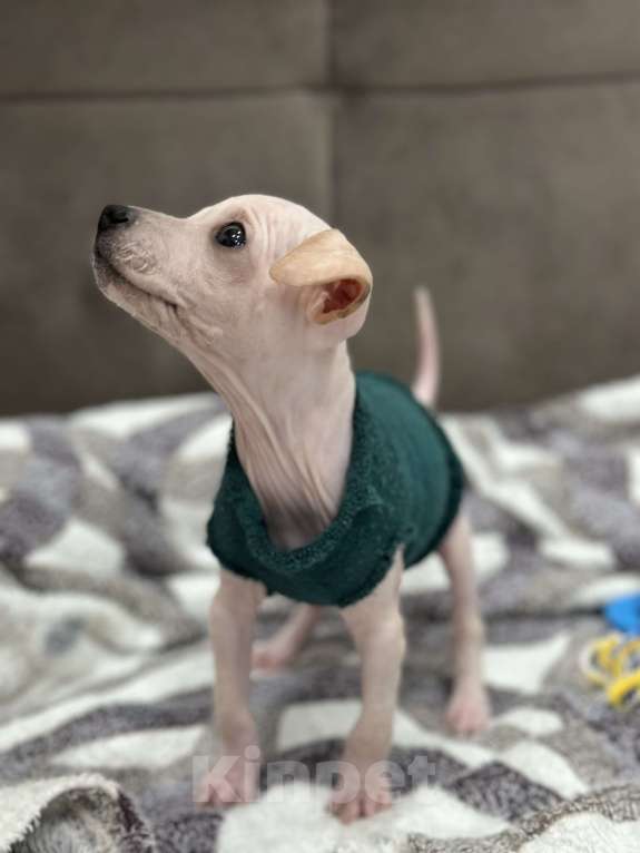 Собаки в Самаре: Тор Мальчик, 30 000 руб. - фото 3