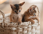 Кошки в Орле: Абиссинские котята Девочка, 1 руб. - фото 10