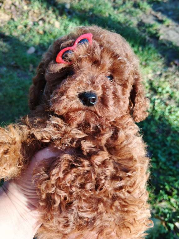 Собаки в Москве: Девочка той-пуделя с РКФ Девочка, 150 000 руб. - фото 2