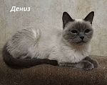 Кошки в Москве: Чистопородные тайцы из питомника за символическую сумму Разнополые, Бесплатно - фото 6