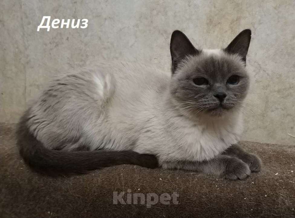 Кошки в Москве: Чистопородные тайцы из питомника за символическую сумму Разнополые, Бесплатно - фото 6