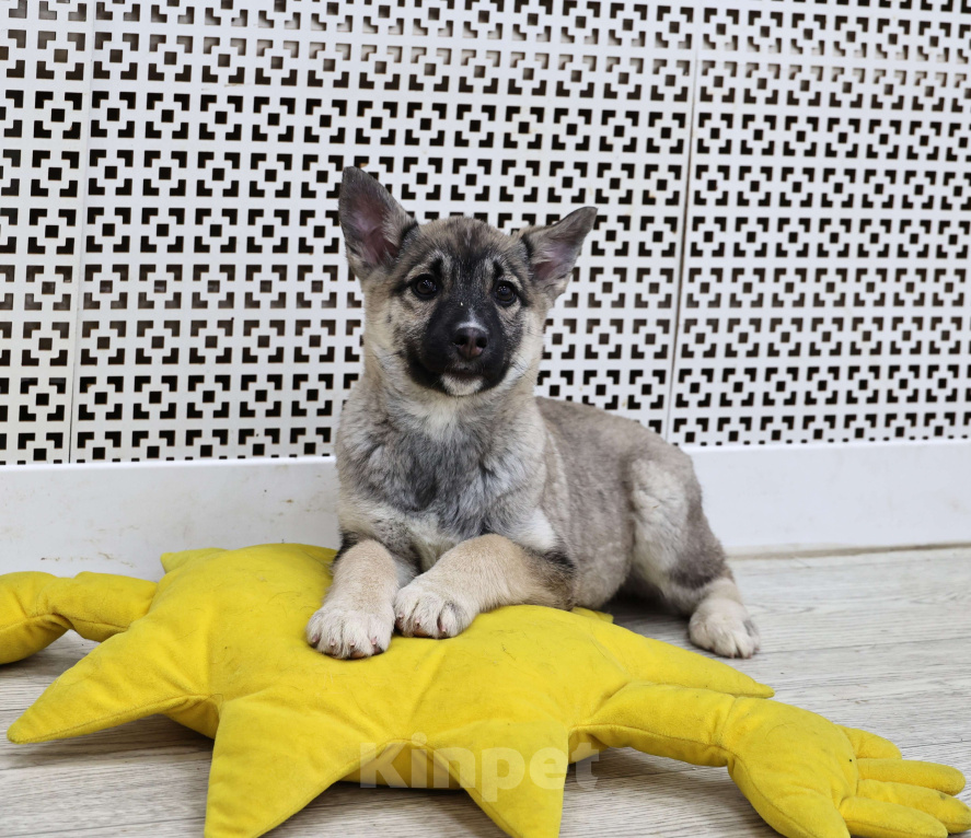 Собаки в Москве: Щенки бесплатно в Москве Девочка, Бесплатно - фото 1