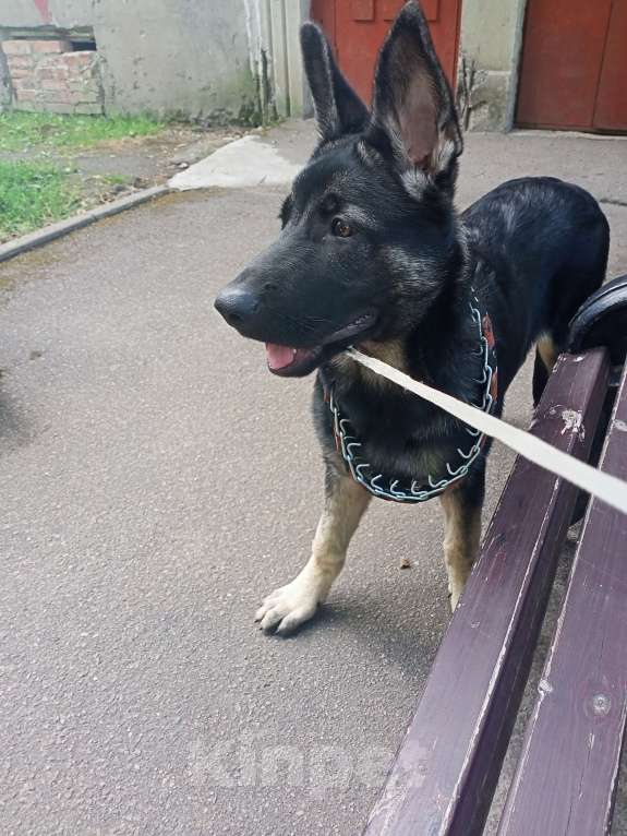 Собаки в других городах Ленинградской области: Срочно продаю Девочка, 35 000 руб. - фото 6