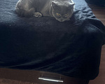 Кошки в Омске: Отдам в добрые руки Мальчик, Бесплатно - фото 2
