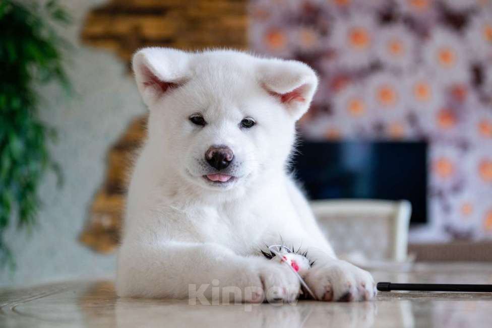 Собаки в Москве: Очаровательные малыши Акита ину  Мальчик, 90 000 руб. - фото 4