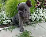 Собаки в Набережных Челнах: Великолепный  малыш французик   Мальчик, Бесплатно - фото 2