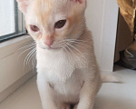 Кошки в Красноярске: Бурманский котик Мальчик, 35 000 руб. - фото 4