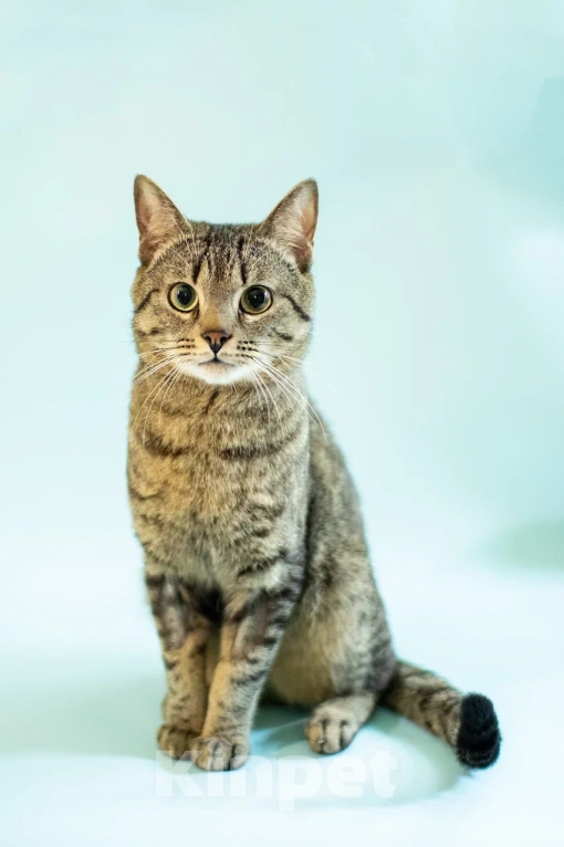 Кошки в Москве: Мистер Швепс в добрые руки 💛 Мальчик, Бесплатно - фото 4