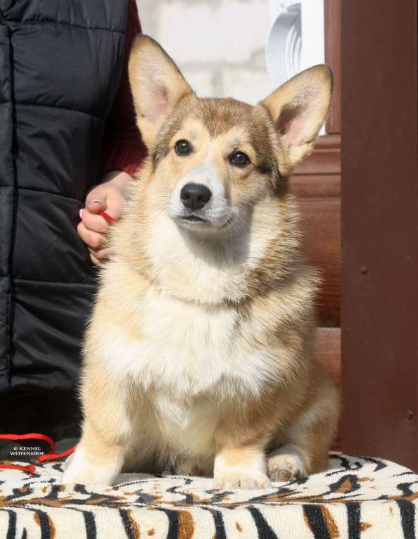 Собаки в Москве: Щенок вельш корги мальчик. Мальчик, 40 000 руб. - фото 4