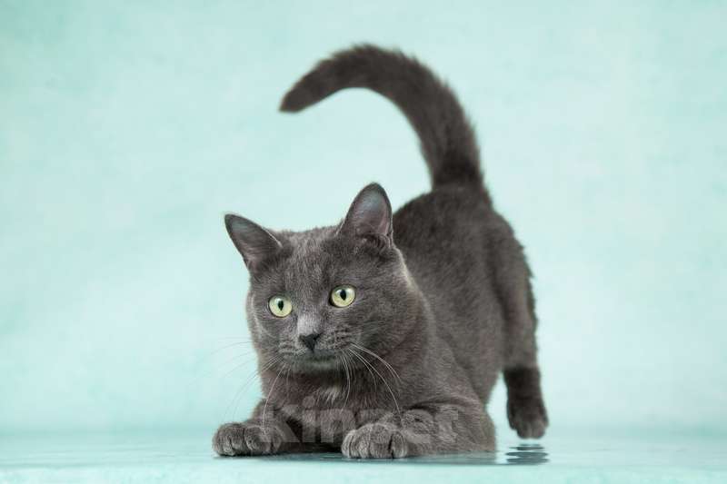 Кошки в Москве: Очаровательный русский голубой кот Дымок в добрые руки Мальчик, 1 руб. - фото 2