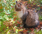 Кошки в Москве: Котенок Пушинка ищет дом Девочка, Бесплатно - фото 4