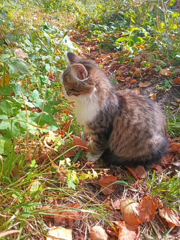 Кошки в Москве: Котенок Пушинка ищет дом Девочка, Бесплатно - фото 4
