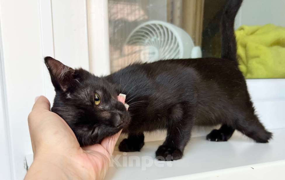 Кошки в Москве: Котёнок Мишель - особенная малышка в добрые руки  Девочка, Бесплатно - фото 2