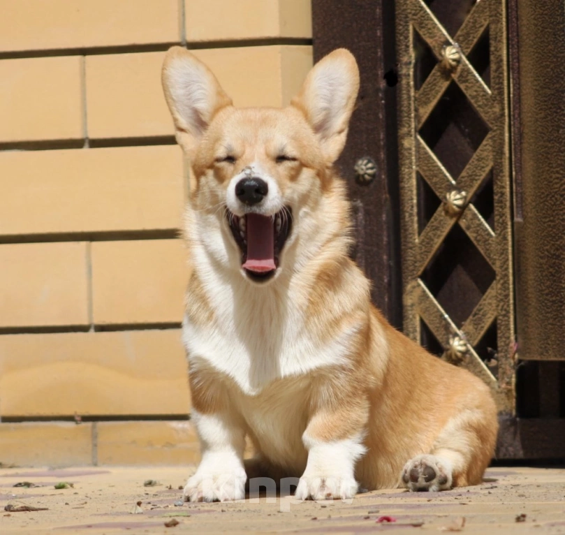 Собаки в Волгограде: Подрощенная девочка корги Девочка, Бесплатно - фото 2