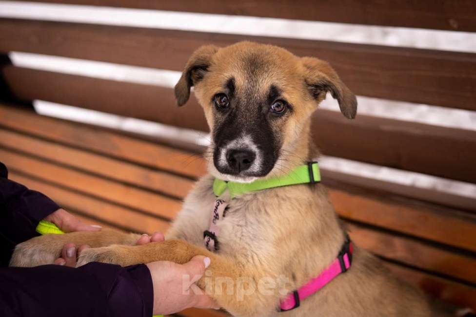 Собаки в Москве: Маленькое счастье - щенок Тишка ищет дом! Девочка, Бесплатно - фото 5