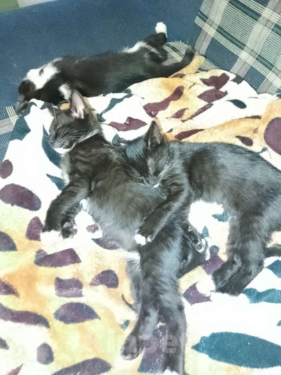 Кошки в Реутове: Отдаëм котëнка в добрые руки Мальчик, 1 руб. - фото 10