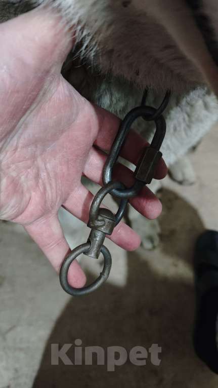 Собаки в других городах Московской области: Найден хаски Мальчик, Бесплатно - фото 5