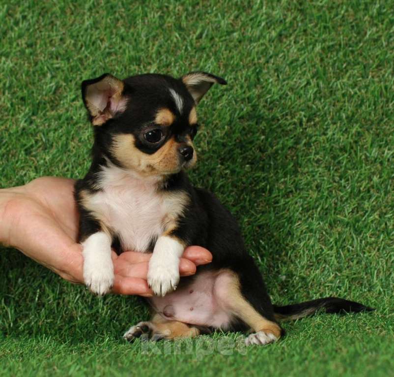 Собаки в Москве: Мини мальчик чихуа Мальчик, 15 000 руб. - фото 6