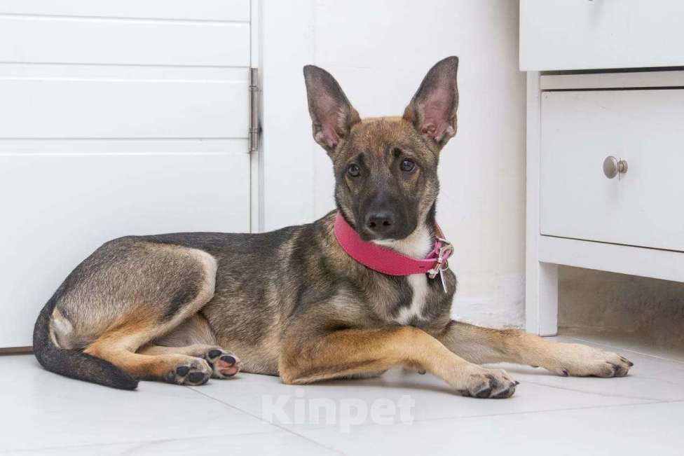 Собаки в Красногорске: Щенок Герда 3,5 месяца в добрые руки  Девочка, Бесплатно - фото 3