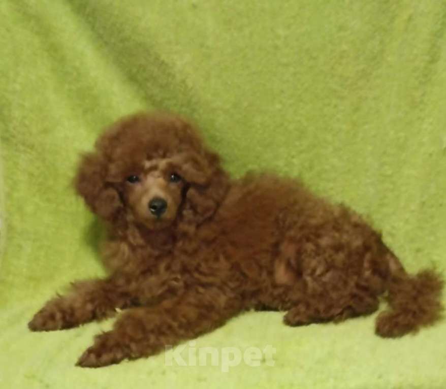 Собаки в Калуге: Миниатюрный пудель Мальчик, Бесплатно - фото 1