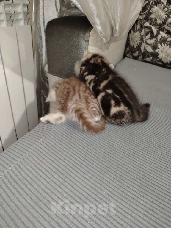 Кошки в Москве: Шотландская прямоухая девочка Девочка, 20 000 руб. - фото 4