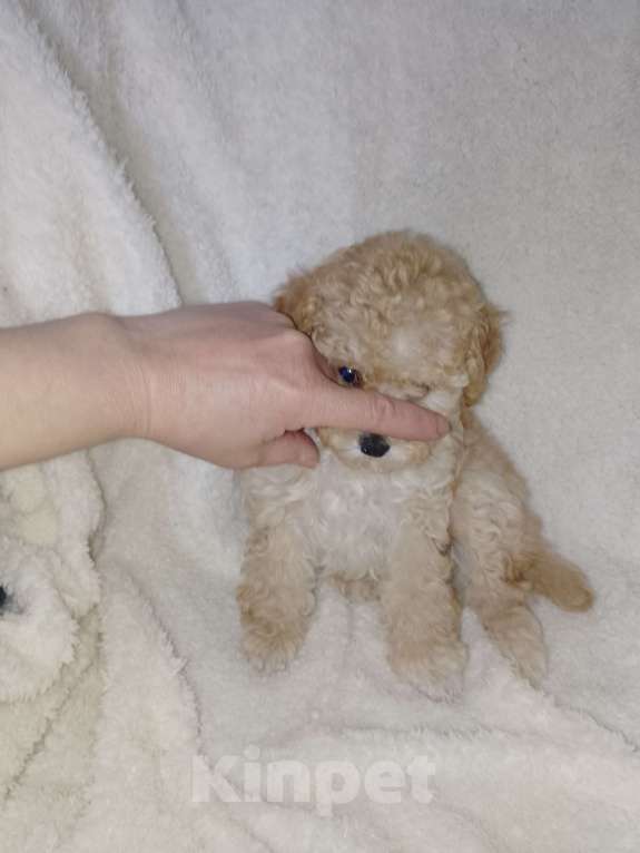 Собаки в Новосибирске: Щенки пуделя Разнополые, 30 000 руб. - фото 5