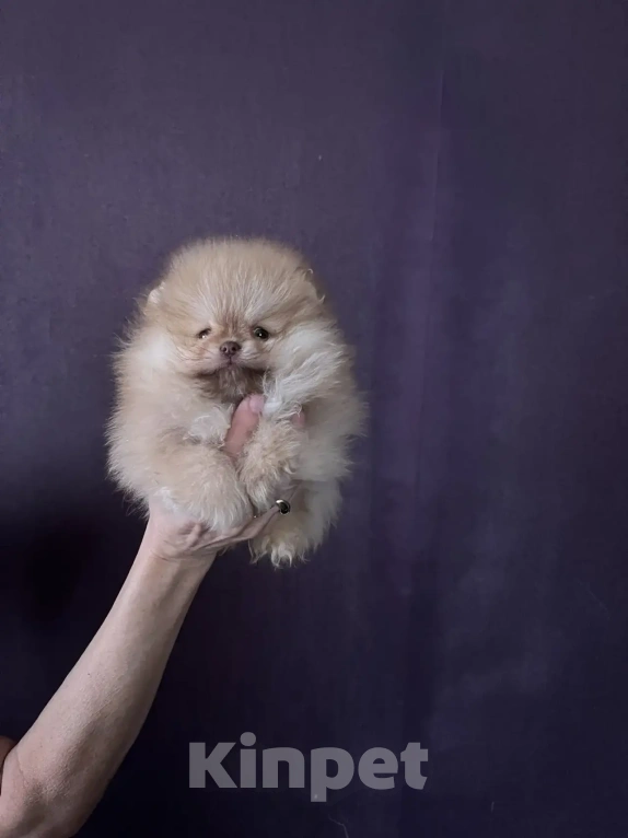 Собаки в Северске: Продается померанский щенок Мальчик, 35 000 руб. - фото 2