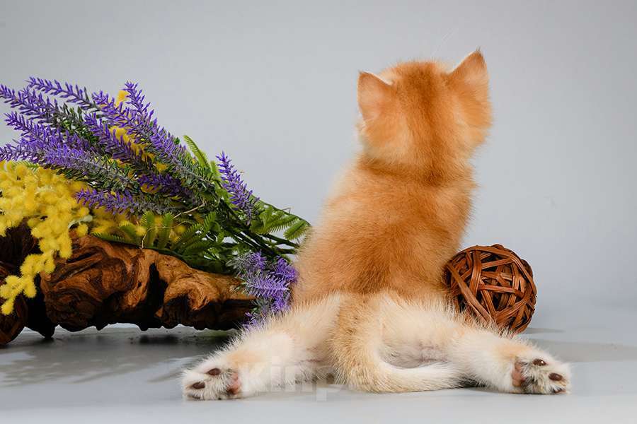 Кошки в Москве: Британские котята.Золото шиншиллы.Красивый подарок Девочка, Бесплатно - фото 7