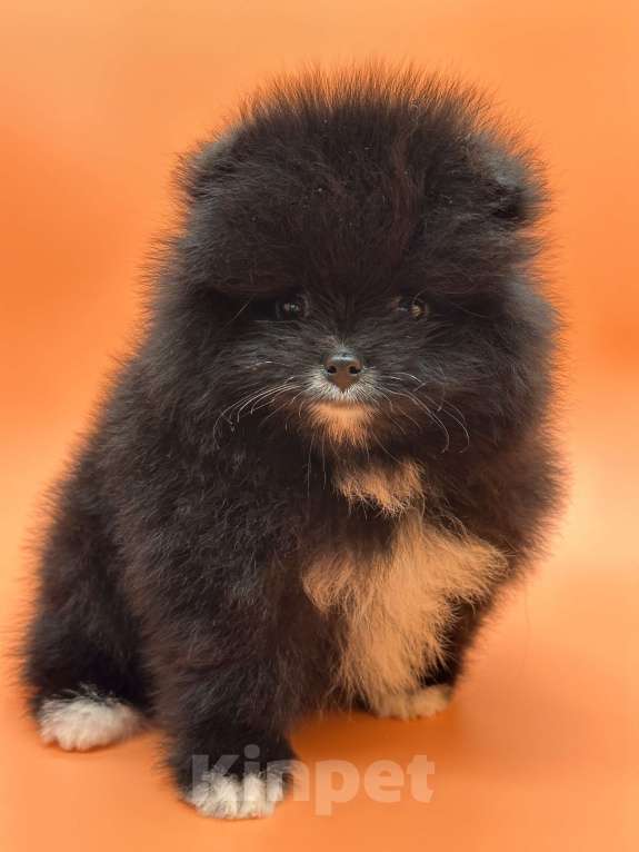 Собаки в Санкт-Петербурге: Маленькая девочка Девочка, 30 000 руб. - фото 4