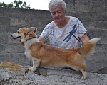 Собаки в Кисловодске: Молодой кобель вельш-корги-пемброк Мальчик, 65 000 руб. - фото 4