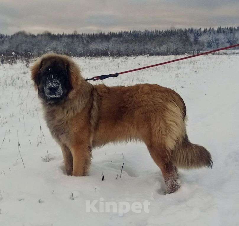 Собаки в других городах Московской области: Подрощенный щенок леонбергера Девочка, 40 000 руб. - фото 4
