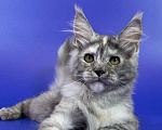 Кошки в Москве: Котенок мейн кун Девочка, Бесплатно - фото 2