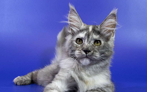 Котенок мейн кун