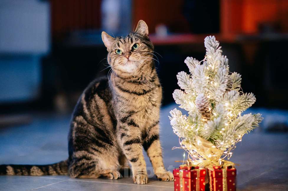 Кошки в других городах Московской области: Тигра в поисках дома Девочка, Бесплатно - фото 2